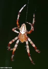 Attēlu rezultāti vaicājumam “Araneus marmoreus”