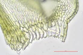 Attēlu rezultāti vaicājumam “Palustriella falcata”