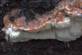 Attēlu rezultāti vaicājumam “Sarcoporia polyspora”