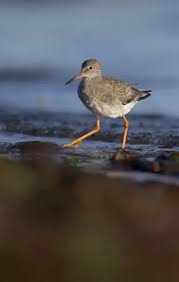 Attēlu rezultāti vaicājumam “Tringa totanus adult”