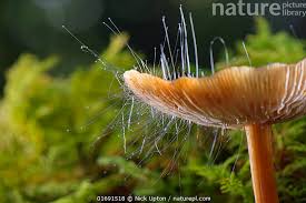 Attēlu rezultāti vaicājumam “Spinellus fusiger”