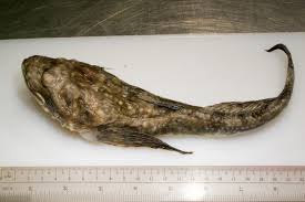 Image result for Myoxocephalus quadricornis