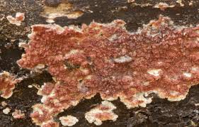 Attēlu rezultāti vaicājumam “Gloeoporus taxicola”