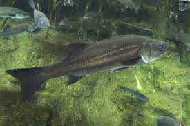 Image result for Argyrosomus japonicus