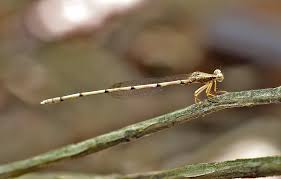 Attēlu rezultāti vaicājumam “Eupteryx vittata”