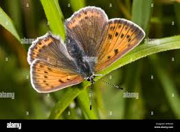 Attēlu rezultāti vaicājumam “Lycaena virgaureae female”