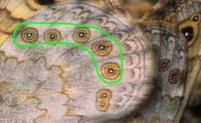 Attēlu rezultāti vaicājumam “Lasiommata megera male”