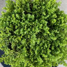 Attēlu rezultāti vaicājumam “Herniaria glabra leaf”