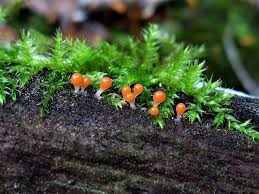 Attēlu rezultāti vaicājumam “Willkommlangea reticulata young”