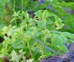 Attēlu rezultāti vaicājumam “Origanum vulgare leaf”