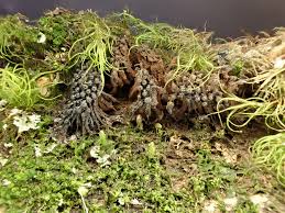 Attēlu rezultāti vaicājumam “Symphytocarpus flaccidus sessile”