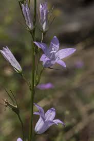 Image result for Campanula rapunculus