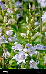 Attēlu rezultāti vaicājumam “Campanula trachelium flower”