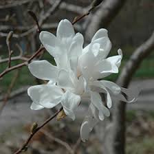 Attēlu rezultāti vaicājumam “Magnolia x loebneri flower”