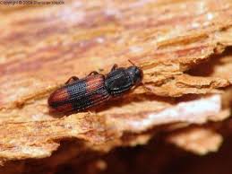 Attēlu rezultāti vaicājumam “Zopheridae”