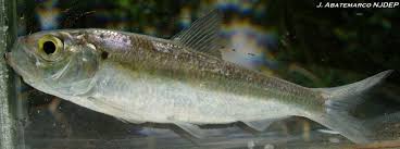 Image result for Alosa pseudoharengus