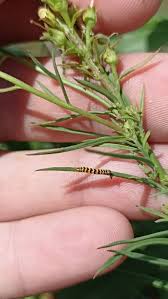 Attēlu rezultāti vaicājumam “Eupithecia linariata”