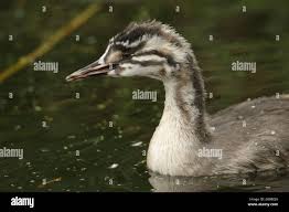 Attēlu rezultāti vaicājumam “Podiceps cristatus juvenile”