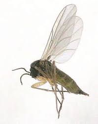 Attēlu rezultāti vaicājumam “Sciaridae”