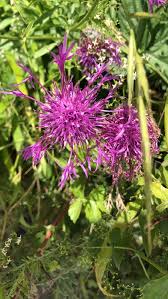 Attēlu rezultāti vaicājumam “Centaurea scabiosa fruit”