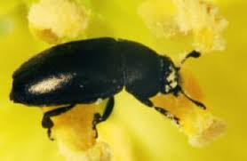 Attēlu rezultāti vaicājumam “Meligethes sp.”