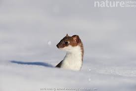 Attēlu rezultāti vaicājumam “Mustela erminea”