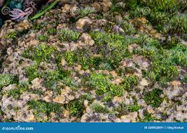 Attēlu rezultāti vaicājumam “Grimmia pulvinata sporophyte”