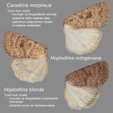Attēlu rezultāti vaicājumam “Caradrina morpheus”