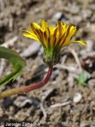 Attēlu rezultāti vaicājumam “Taraxacum suecicum flower”
