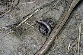 Attēlu rezultāti vaicājumam “Anguis fragilis”