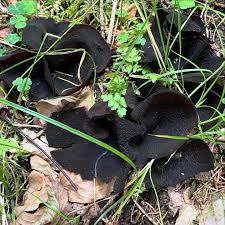 Attēlu rezultāti vaicājumam “Pseudoplectania nigrella”