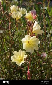 Image result for Oenothera odorata