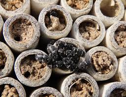 Attēlu rezultāti vaicājumam “Megatoma undata”