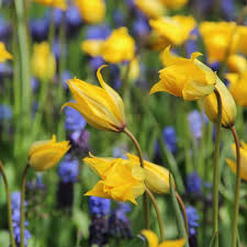 Attēlu rezultāti vaicājumam “Tulipa sylvestris”