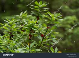 Attēlu rezultāti vaicājumam “Daphne mezereum leaf”
