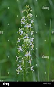 Attēlu rezultāti vaicājumam “Platanthera bifolia leaf”