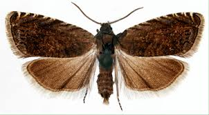 Attēlu rezultāti vaicājumam “Grapholita funebrana larva”