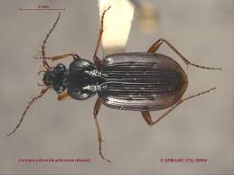 Attēlu rezultāti vaicājumam “Loricera pilicornis”