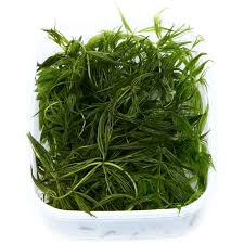 Attēlu rezultāti vaicājumam “Ceratophyllum demersum”