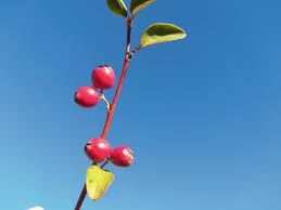 Attēlu rezultāti vaicājumam “Cotoneaster multiflorus fruit”