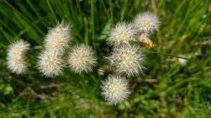 Attēlu rezultāti vaicājumam “Crepis paludosa fruit”