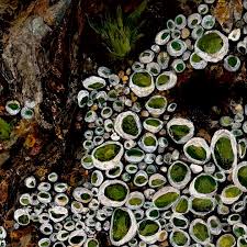 Attēlu rezultāti vaicājumam “Lecanora chlarotera”