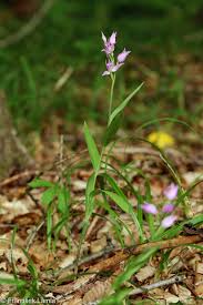 Attēlu rezultāti vaicājumam “Cephalanthera rubra leaf”