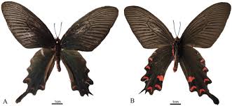 Attēlu rezultāti vaicājumam “Papilionidae”