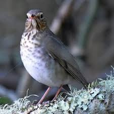 Image result for Catharus minimus