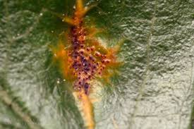 Attēlu rezultāti vaicājumam “Gymnosporangium sp.”