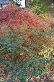 Attēlu rezultāti vaicājumam “Cotoneaster divaricatus”