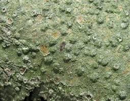 Attēlu rezultāti vaicājumam “Pertusaria leioplaca”