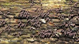 Attēlu rezultāti vaicājumam “Stemonitopsis typhina”