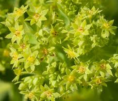 Image result for Alchemilla vulgaris